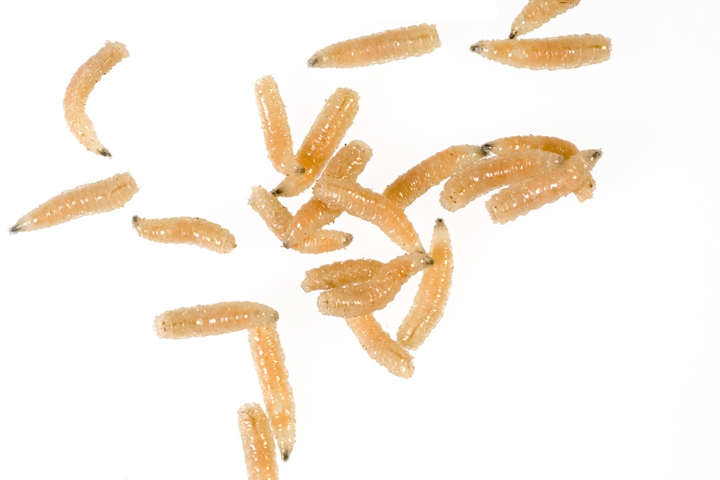 Maden Insect Maden - Rheinland Schädlingsbekämpfung